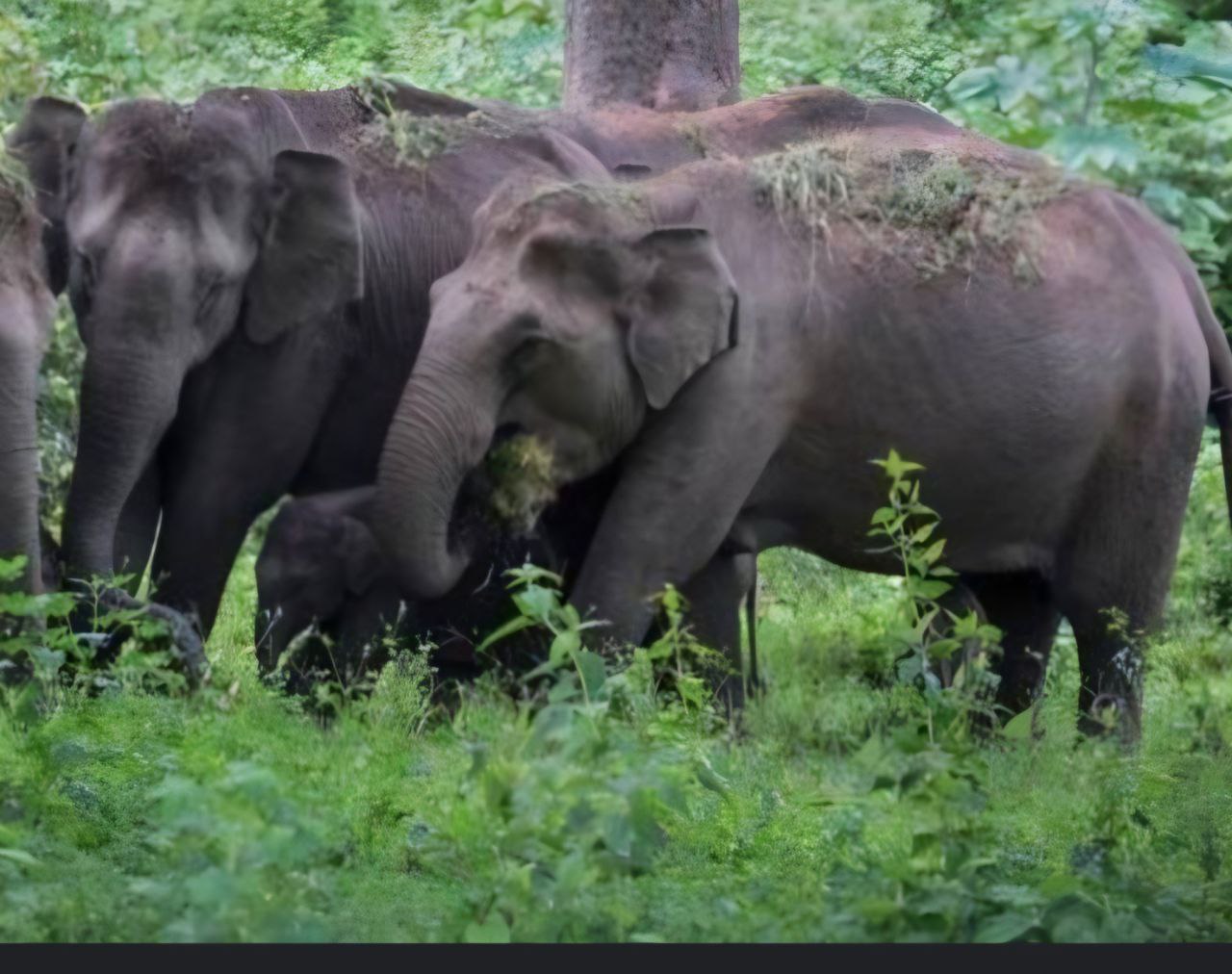 தமிழகத்தில் யானைகள் கணக்கெடுப்பு பணிகள் இன்று முதல் துவக்கம்!